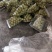 批发油甘潮汕汕头金灶金玉新鲜水果炸果汁现货