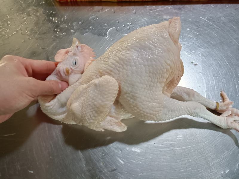 新鲜屠宰光清远鸡（白切、清蒸、红烧）