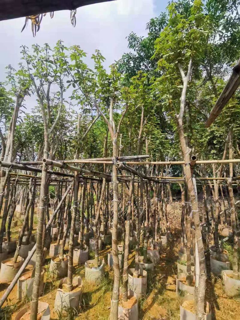 多花黄花风铃木5公分袋苗