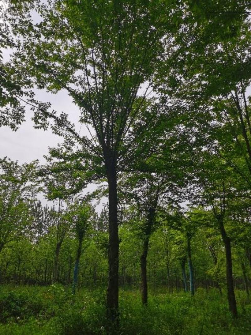 20公分青檀供应青檀树北京市主要林木25公分青檀树