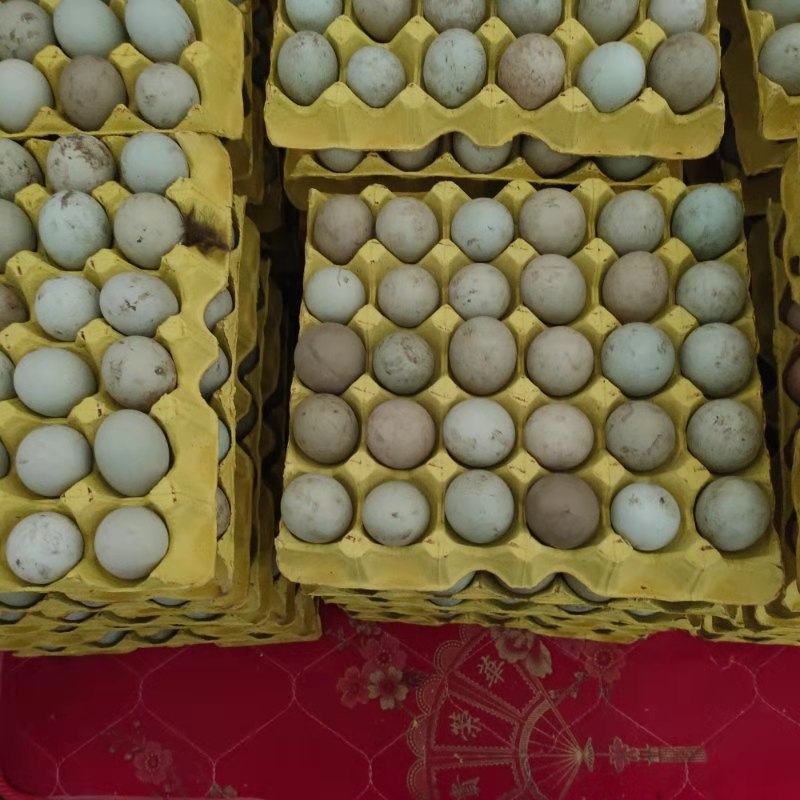 鸡蛋贵州土鸡蛋360个规格欢迎欢迎热烈欢迎欢迎