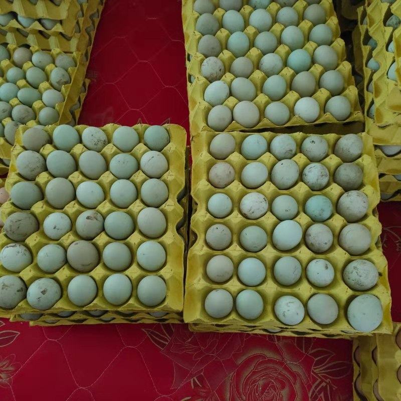 鸡蛋贵州土鸡蛋360个规格欢迎欢迎热烈欢迎欢迎