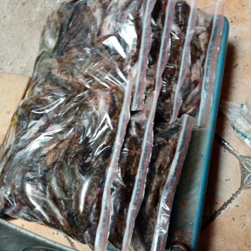冰鲜笋壳鱼，冰冻笋壳鱼，海南水库原生态笋壳鱼可以长期合作
