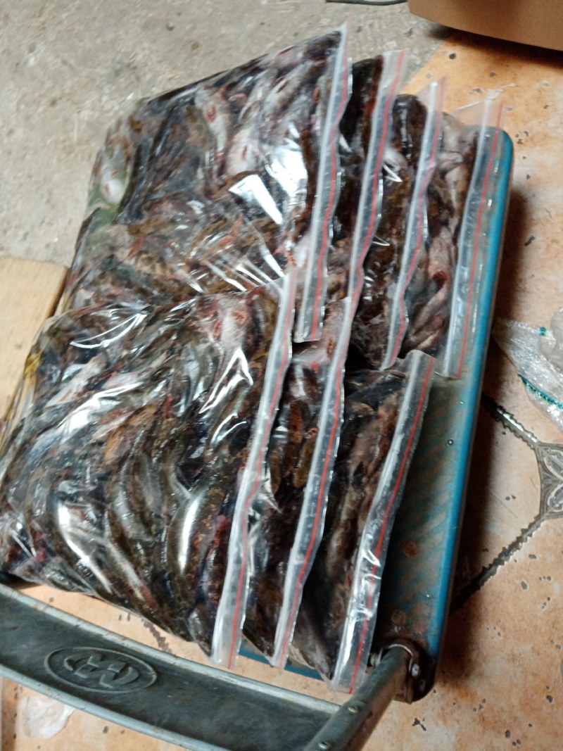 冰鲜笋壳鱼，冰冻笋壳鱼，海南水库原生态笋壳鱼可以长期合作