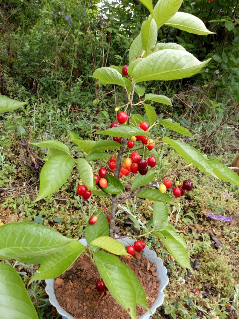 红妃樱桃苗男方**果口感好自花结实南北方适种
