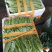 油麦菜（新鲜油麦菜现货）