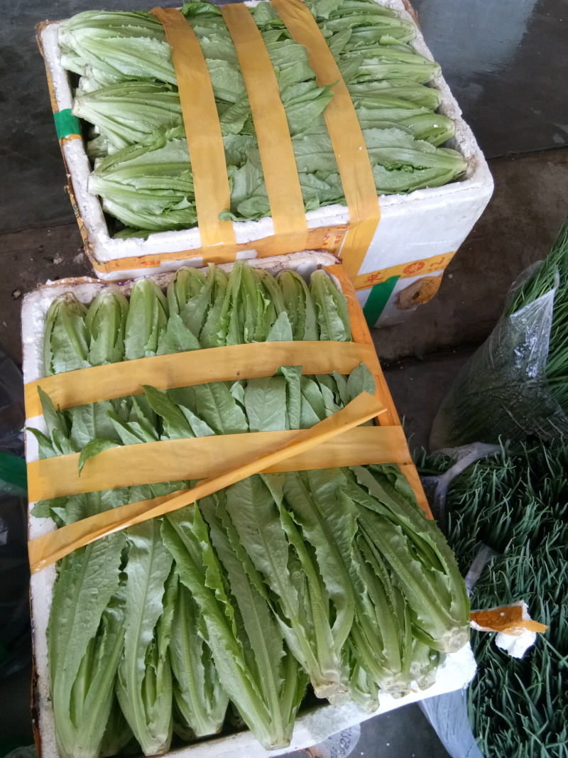 油麦菜（新鲜油麦菜现货）