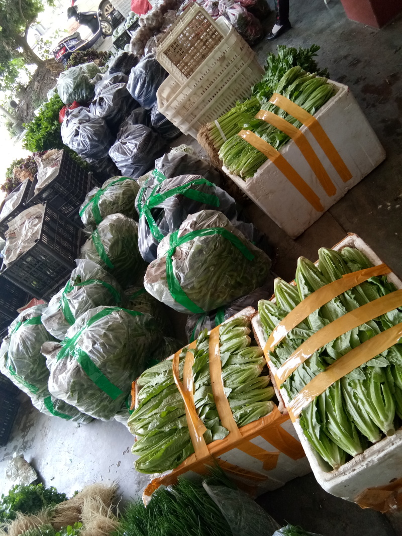 油麦菜（新鲜油麦菜现货）