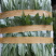油麦菜（新鲜油麦菜现货）