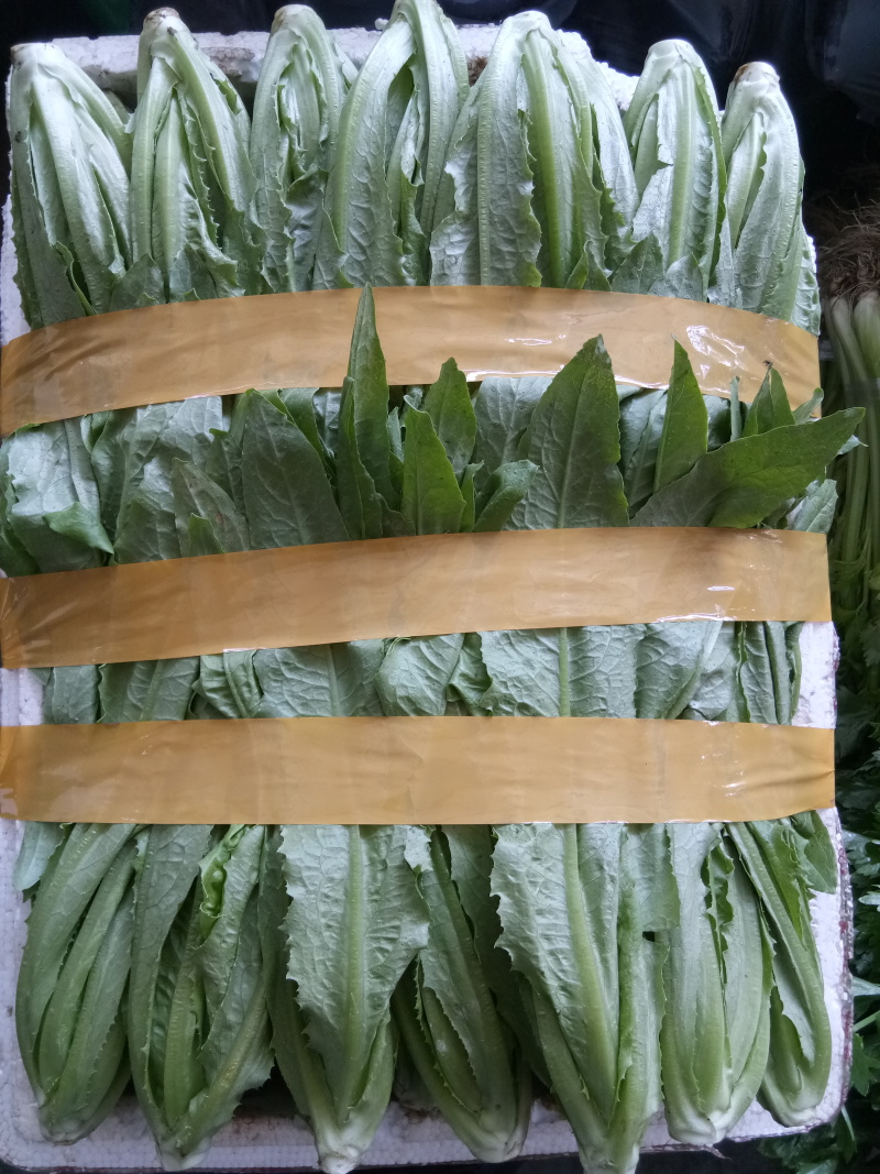 油麦菜（新鲜油麦菜现货）