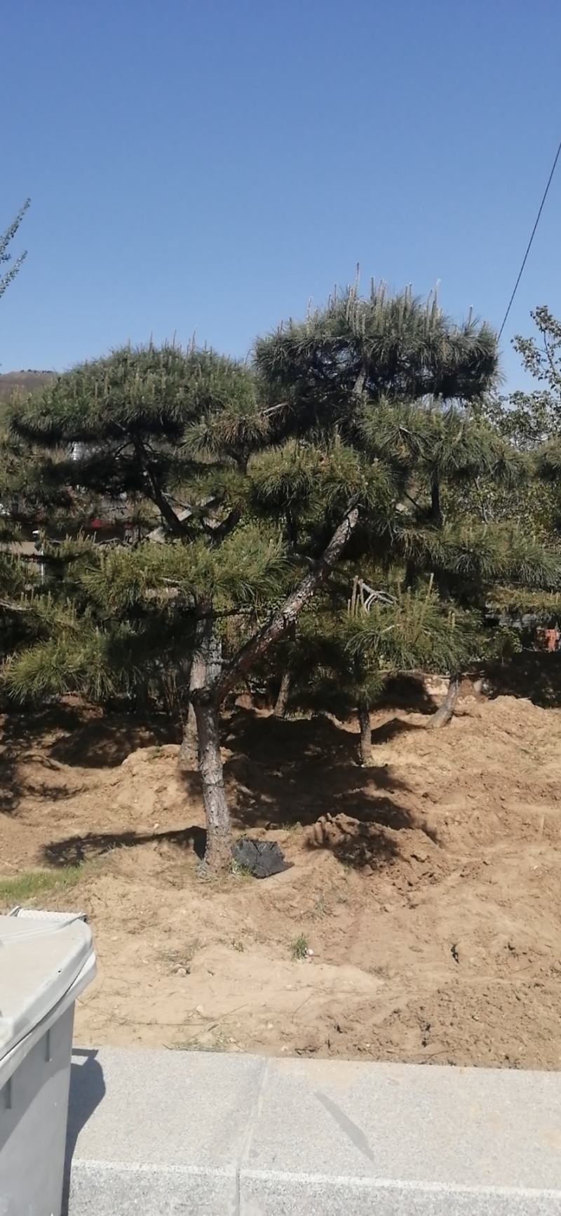 造型黑松！基地常年供应各种造型松！树形优美价格适中！