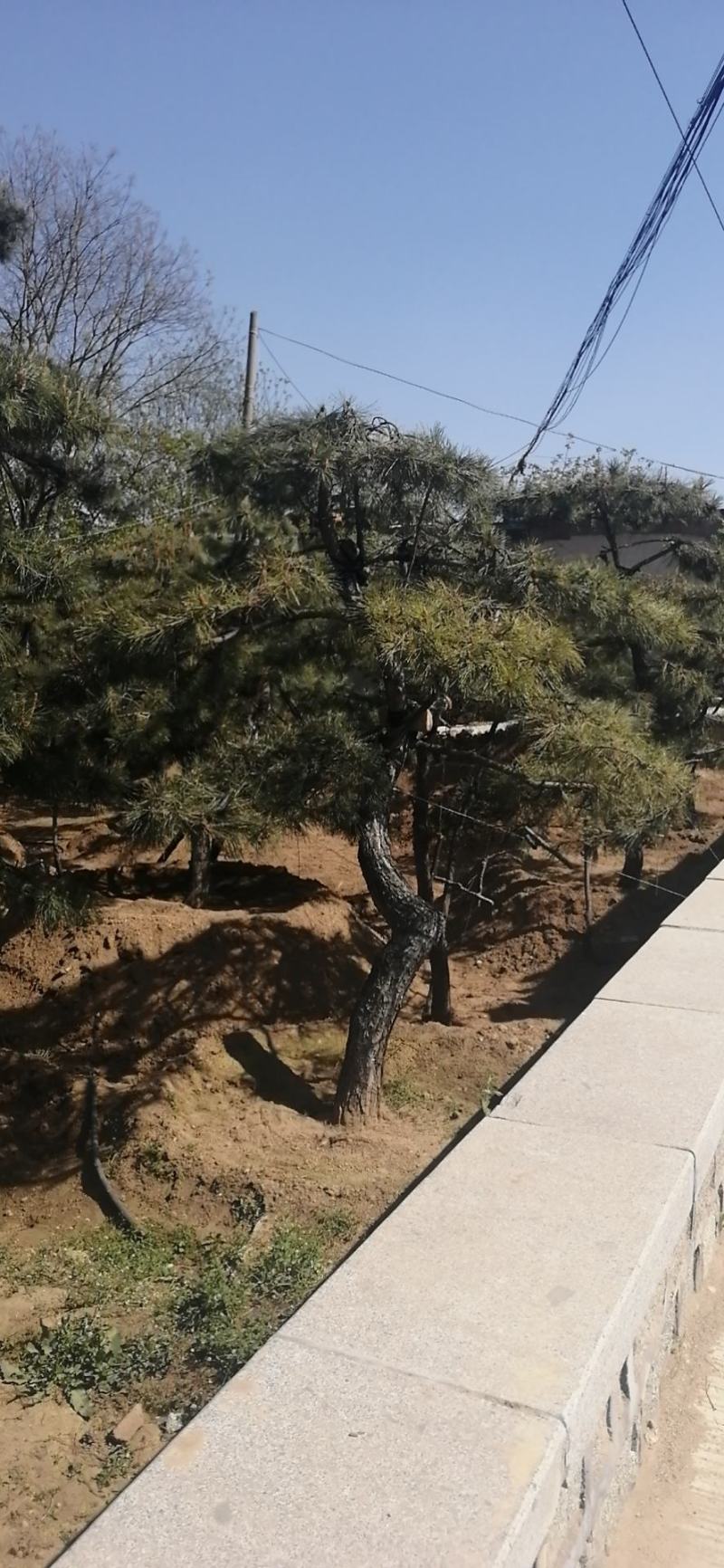 造型黑松！基地常年供应各种造型松！树形优美价格适中！