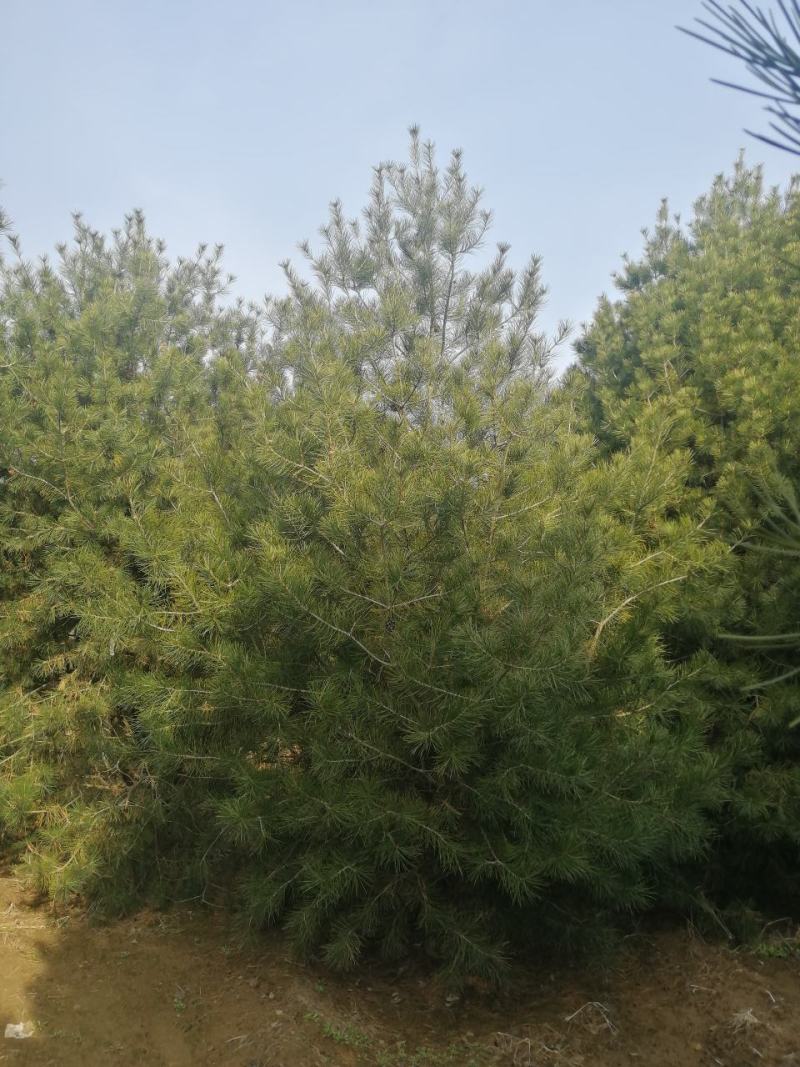 白皮松～～1---5米白皮松产地供应量大价优
