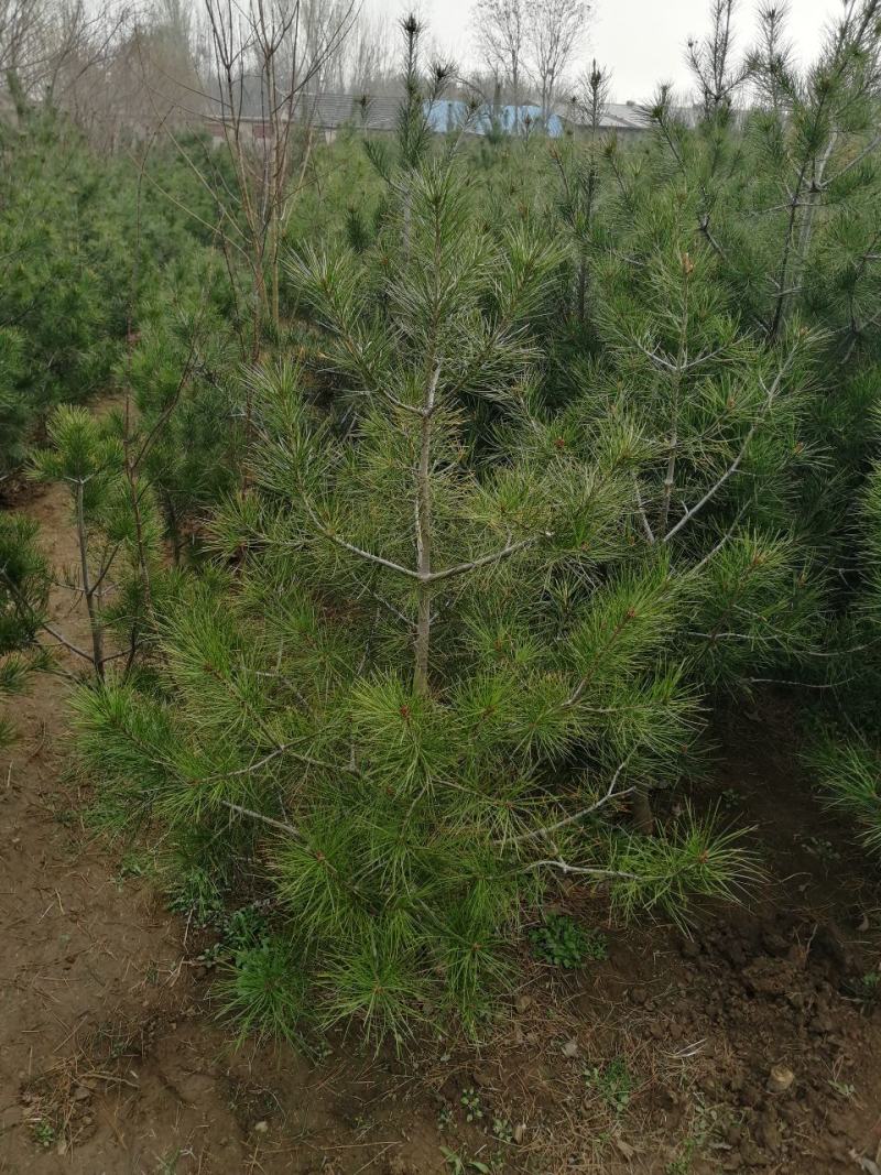 白皮松～～1---5米白皮松产地供应量大价优