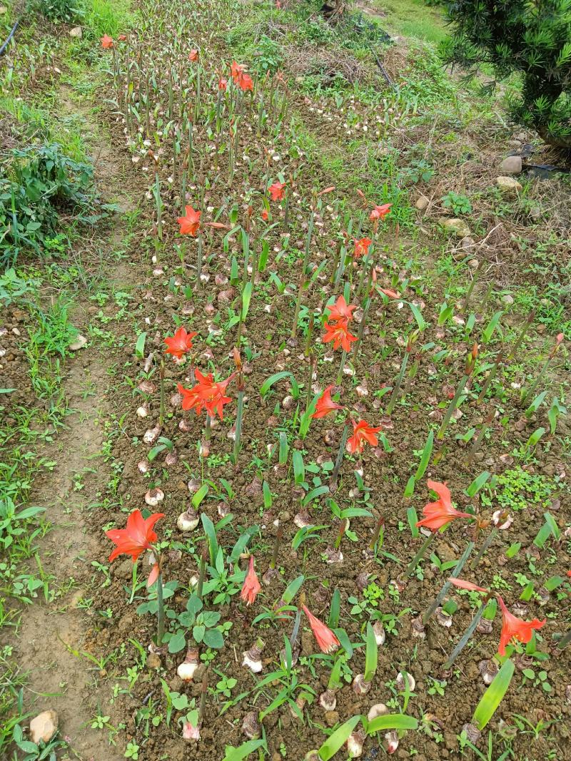 朱顶红朱顶红朱顶红地苗
