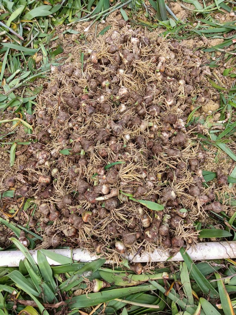 朱顶红朱顶红朱顶红地苗