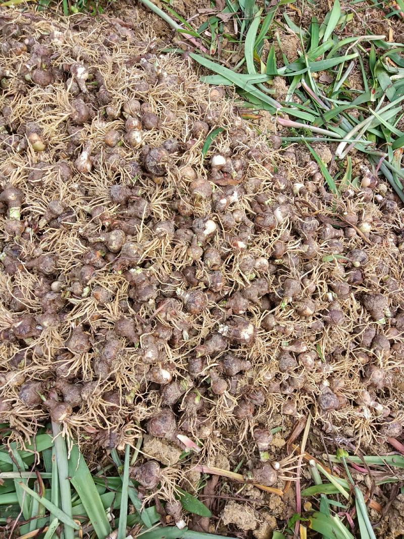 朱顶红朱顶红朱顶红地苗