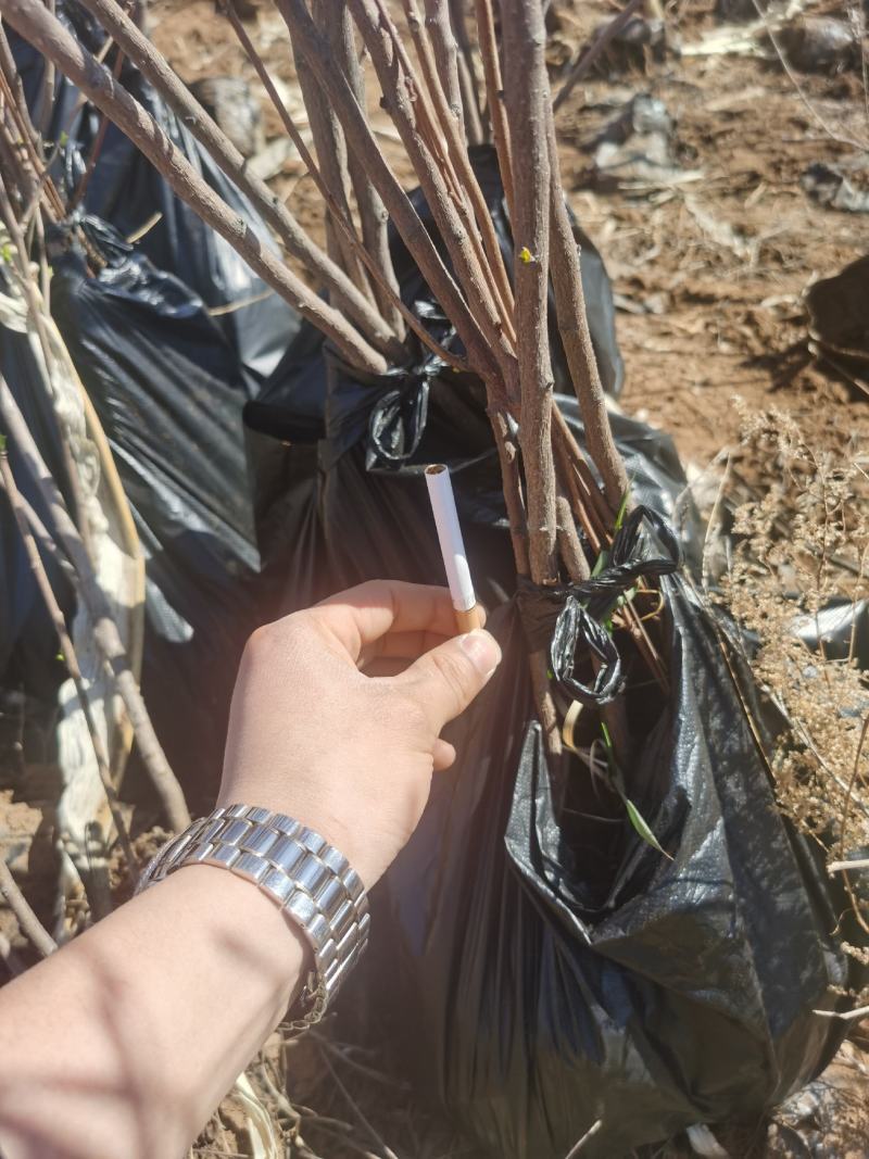 文冠果杯苗，产地直供，品质保证，成活率98%