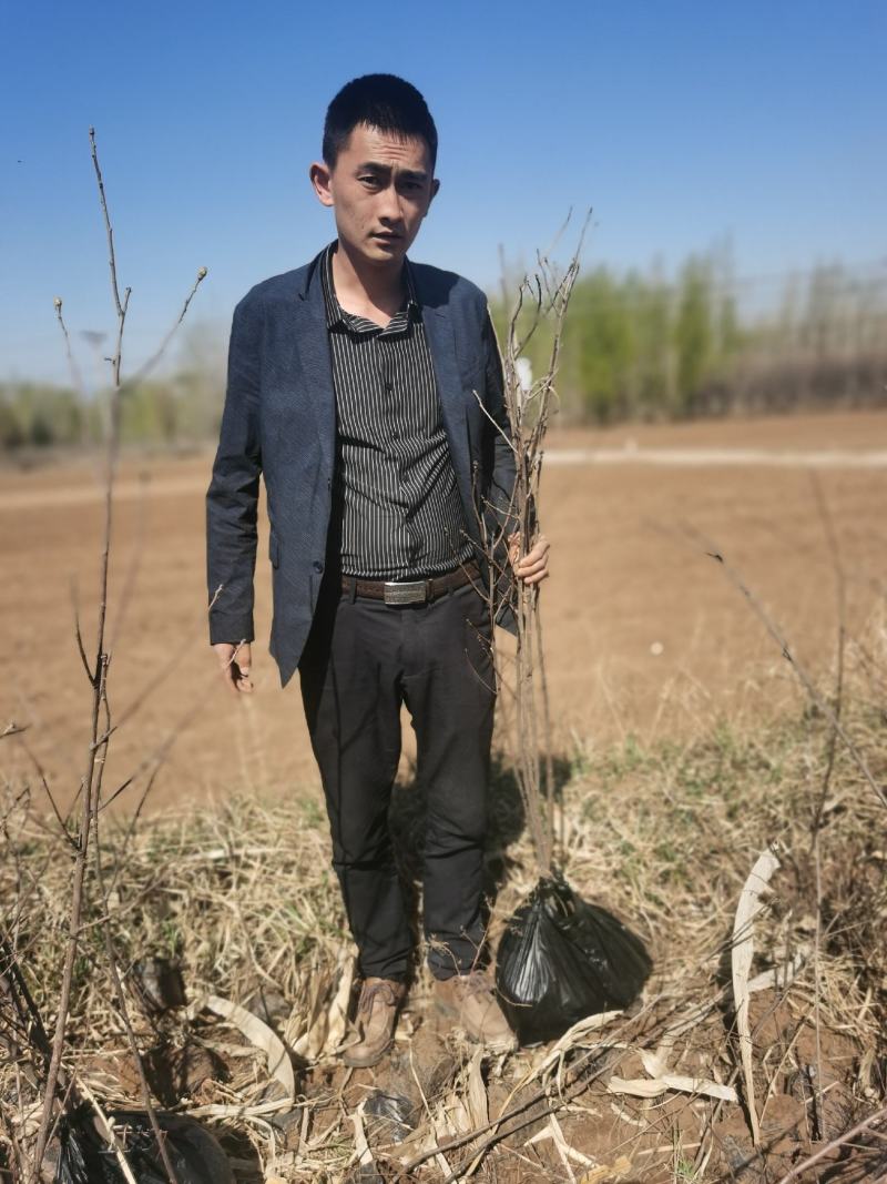 文冠果杯苗，产地直供，品质保证，成活率98%