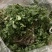 马齿苋新鲜食用马齿菜农家现挖野菜天然野菜