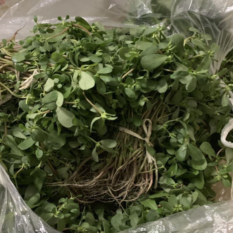 马齿苋新鲜食用马齿菜农家现挖野菜天然野菜