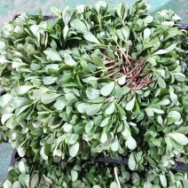 马齿苋新鲜食用马齿菜农家现挖野菜天然野菜