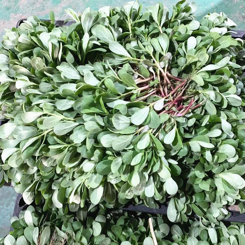 马齿苋新鲜食用马齿菜农家现挖野菜天然野菜