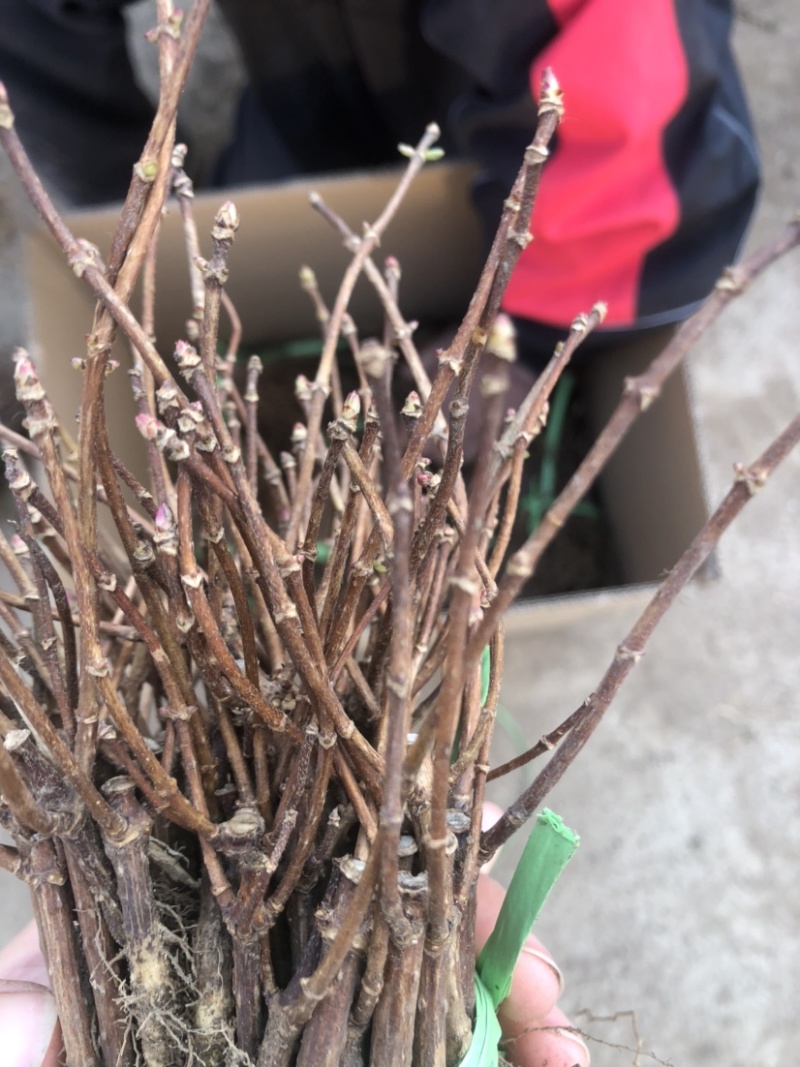 木绣球大花水亚木根系发达绣球老桩小苗顺丰包邮