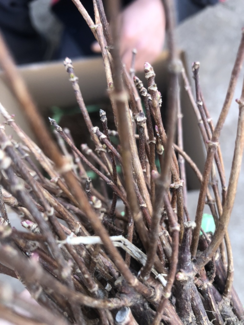 木绣球大花水亚木根系发达绣球老桩小苗顺丰包邮