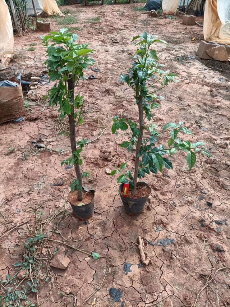 基地直销各种三角梅