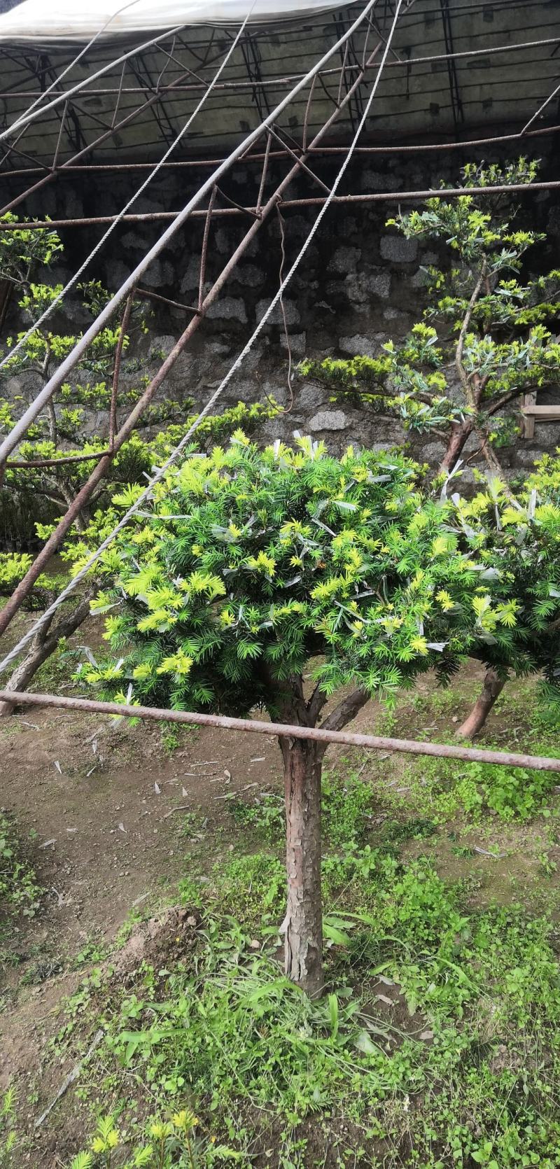 【红豆杉】批发嫁接黄金杉，金叶红豆杉，金叶紫杉规格齐全