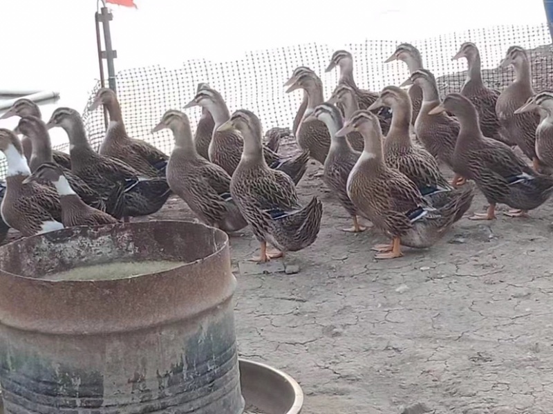麻鸭