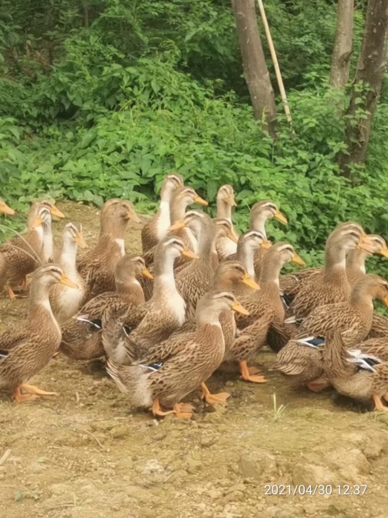 麻鸭