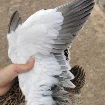 麻鸭
