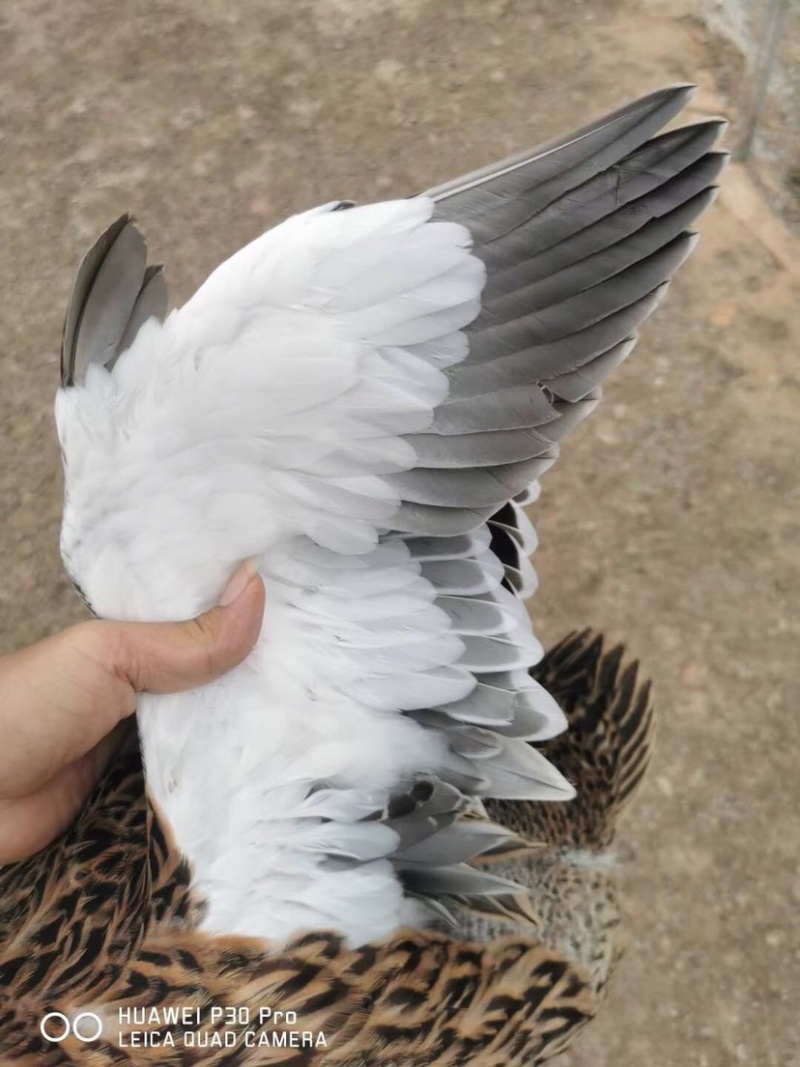麻鸭