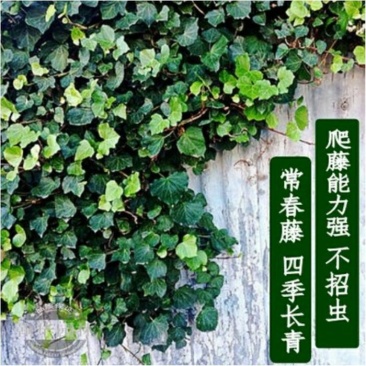 花叶常春藤,钻天风,四川常春藤基地出售成都常春藤批发价格