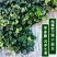 花叶常春藤,钻天风,四川常春藤基地出售成都常春藤批发价格