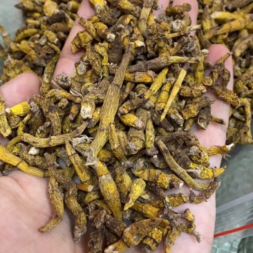 虎牙石斛，一手货源，长期现货供应，部分地区包邮