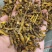 虎牙石斛，一手货源，长期现货供应，部分地区包邮