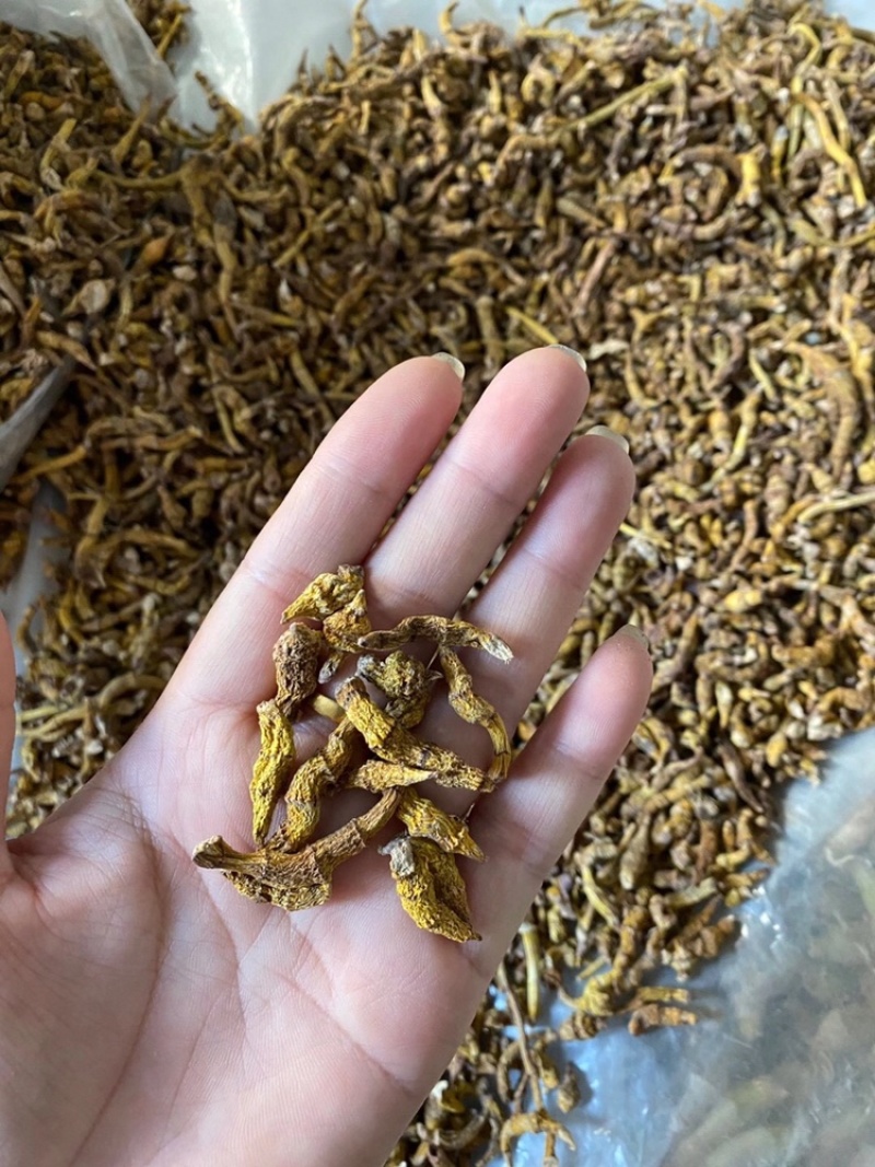 虎牙石斛，一手货源，长期现货供应，部分地区包邮