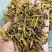 虎牙石斛，一手货源，长期现货供应，部分地区包邮
