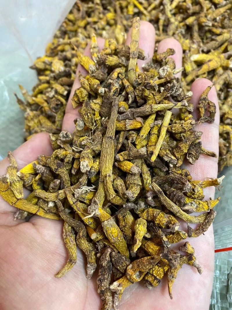 虎牙石斛，一手货源，长期现货供应，部分地区包邮