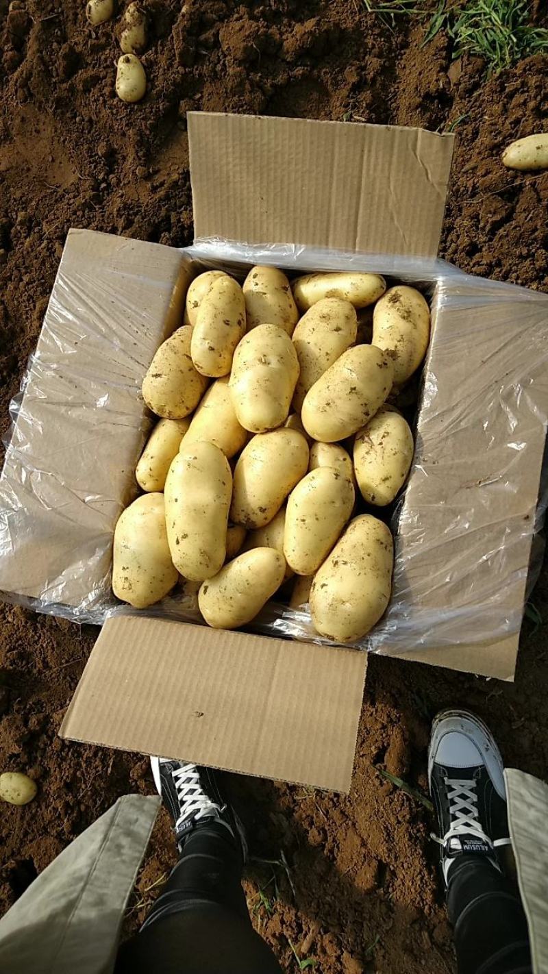 山东省【肥城】平阴荷兰十五土豆大棚土豆大量上市物美价廉