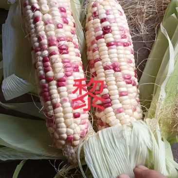 玉米-甜糯甜玉米彩糯