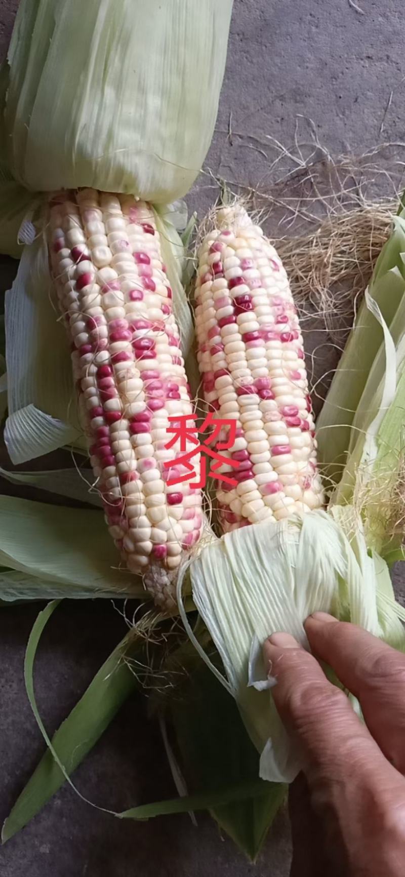 玉米-甜糯甜玉米彩糯