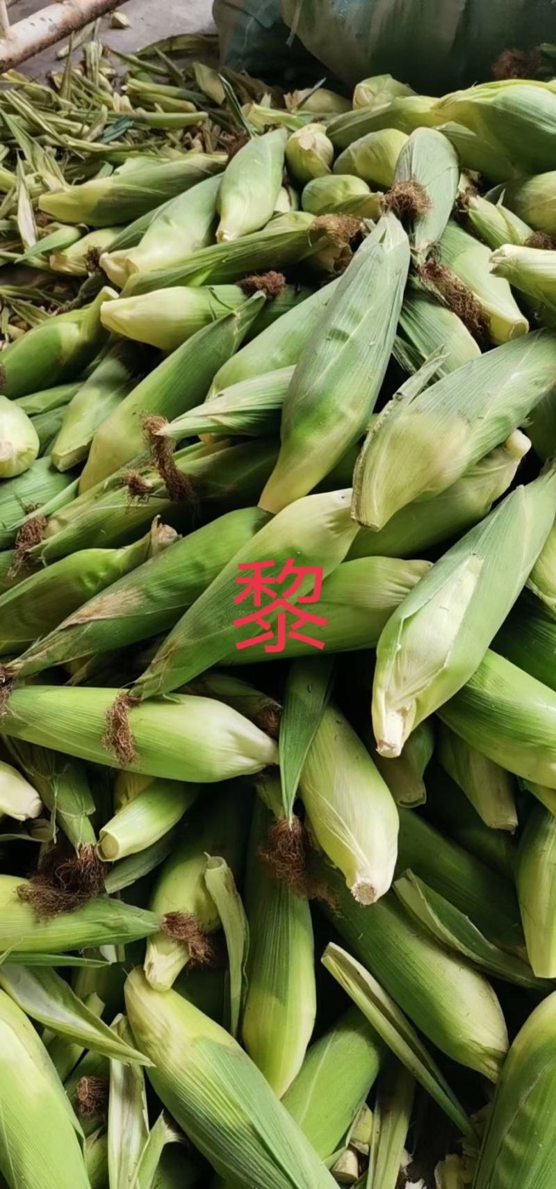 玉米-甜糯甜玉米彩糯