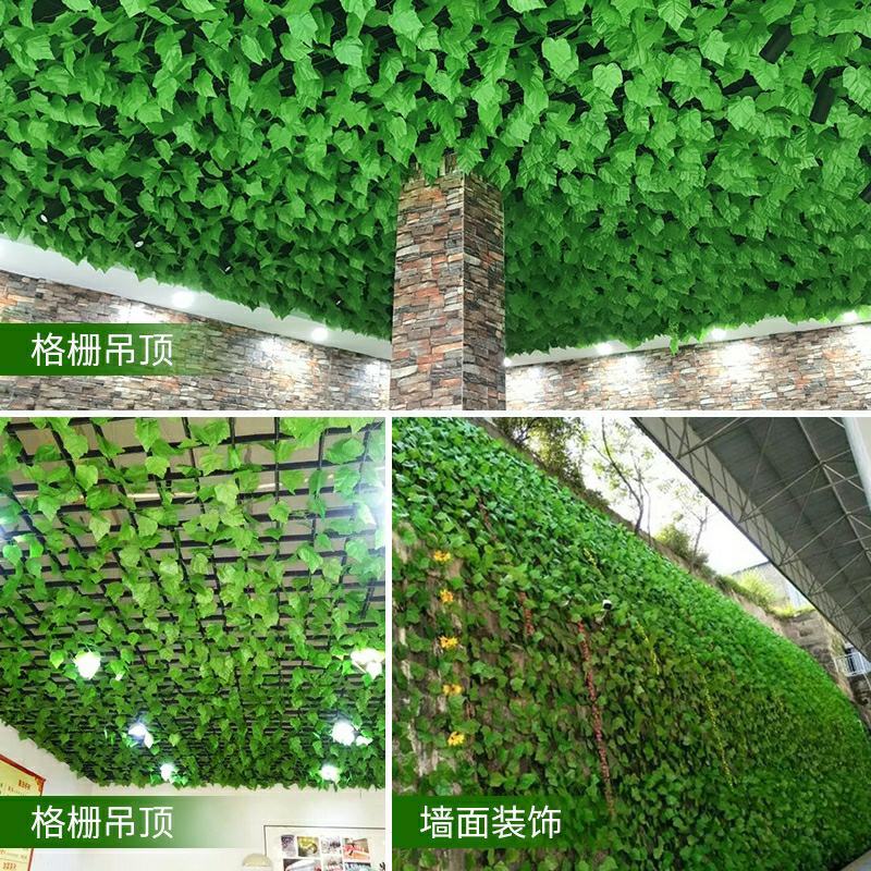 花叶常春藤，钻天风，四川常春藤基地出售成都常春藤批发价格