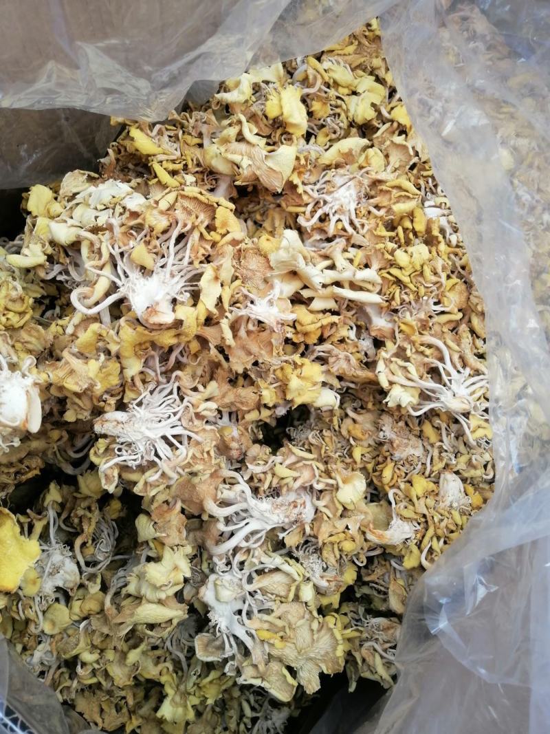 黄金菇是一种菇叶黄而得名黄金菇，可用来炒菜炖汤。