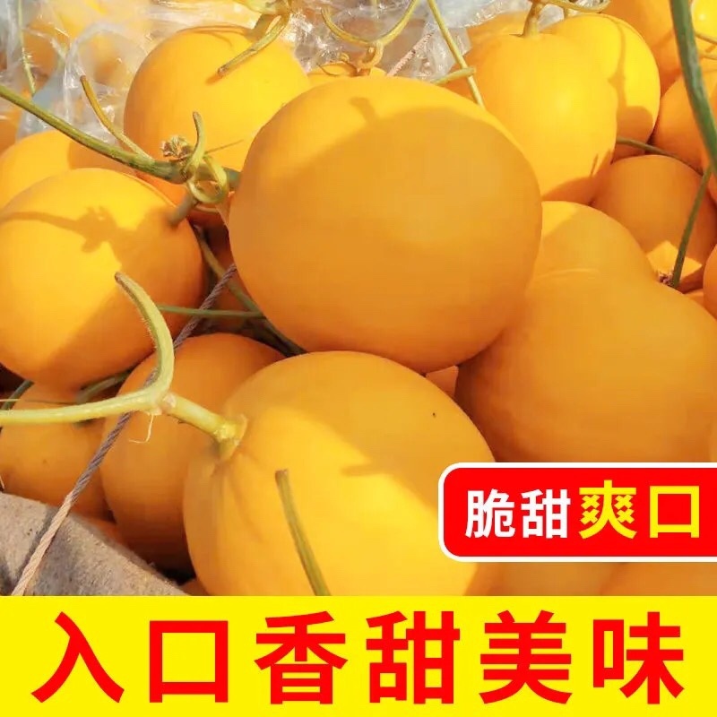久红瑞甜瓜山东寿光自产自销产地直供