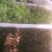 234小龙虾